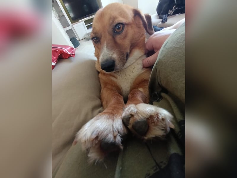 Kuschelmaus Tapsy sucht ihr Glück