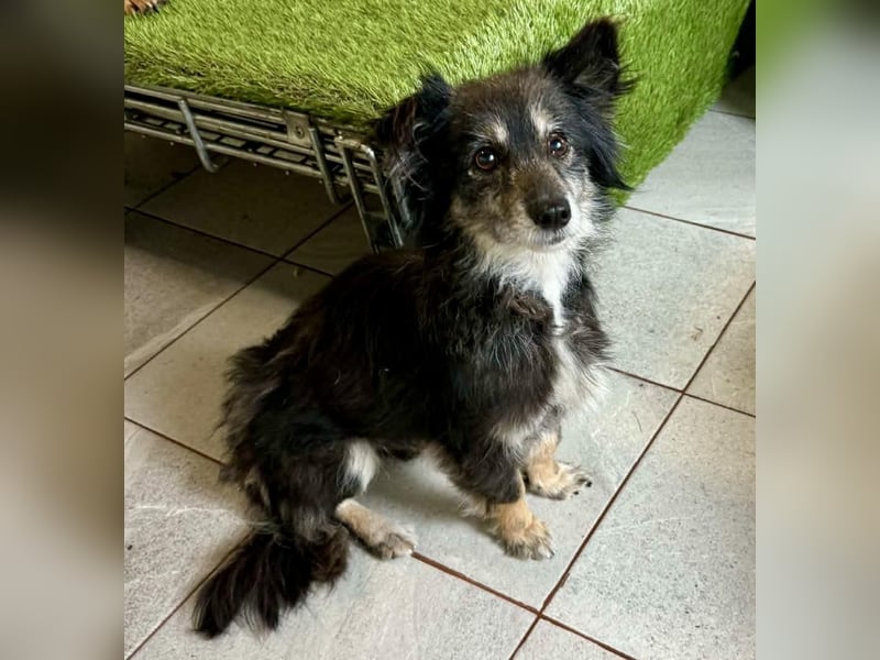 Katzenverträgliches Schmusemäuschen Hope