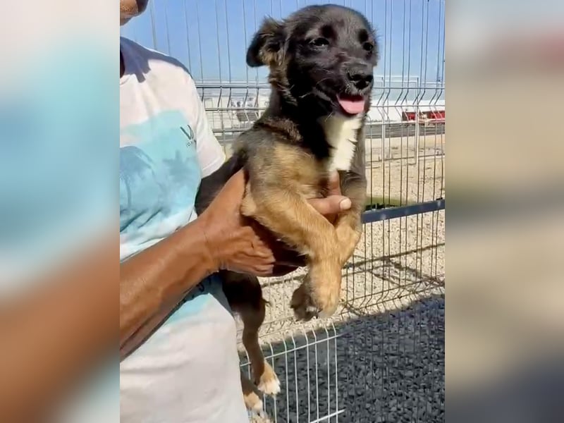 Lila – kleines Hundemädchen möchte endlich ankommen
