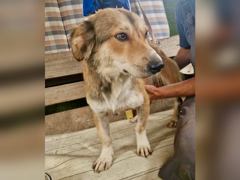 Leroy, ein sanfter kleiner Schatz sucht sein großes Glück.