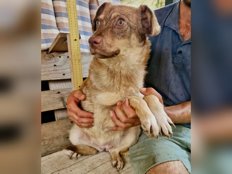 Sanfte Bambi sucht Menschen, die ihre Seele heilen
