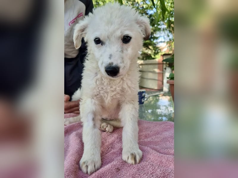 Pearl – kleines Wunder sucht ihre Familie