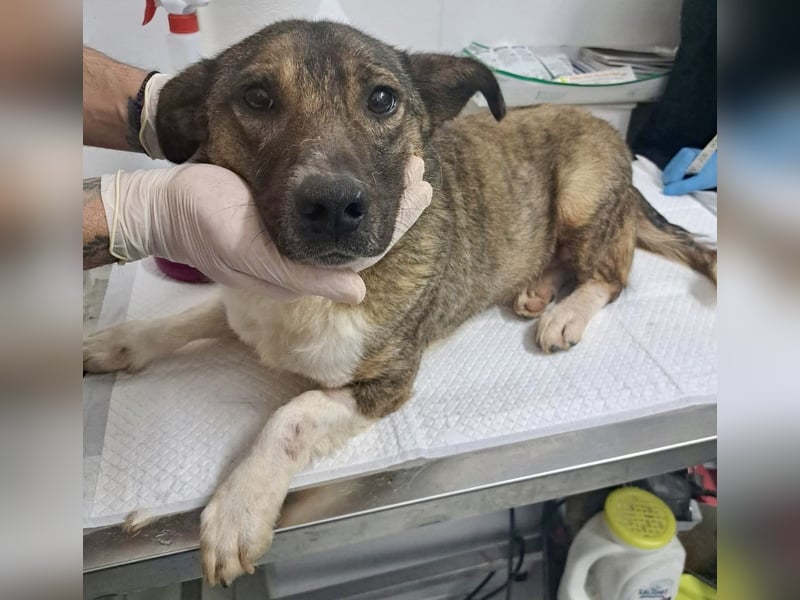 Ramon...ein Herz auf 4 Pfötchen....