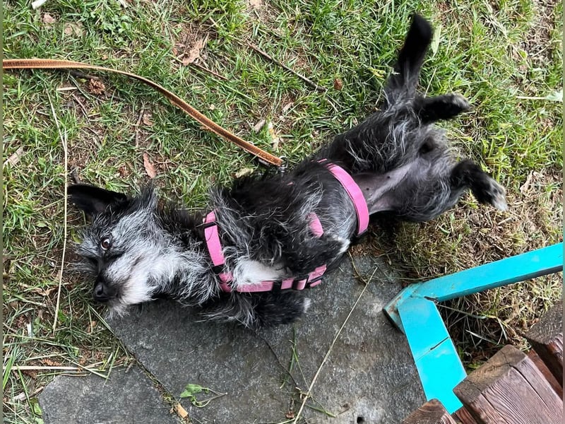 Fröhliche Terrier-Mix-Hündin Finja sucht liebevolles Zuhause