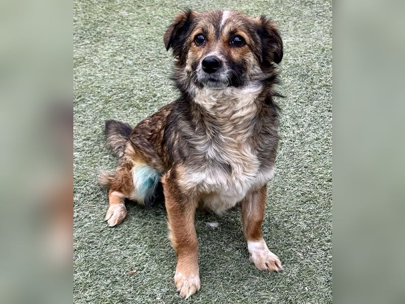 Katzenverträglichen Minimäuschen Ina