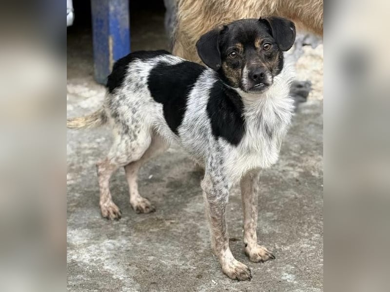 Sensibler, freundlicher Louie