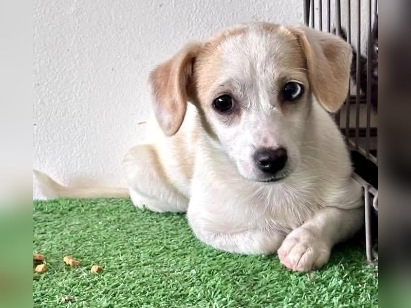 Susi – kleines Welpenmädchen sucht ihr Happy End
