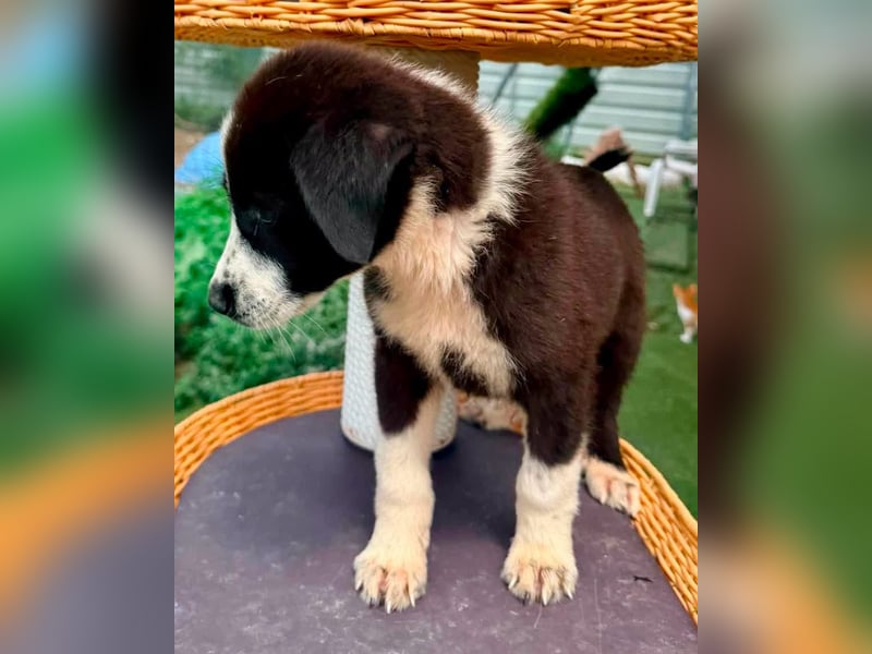 Nele, kleine Herzensmaus sucht ihr Glück