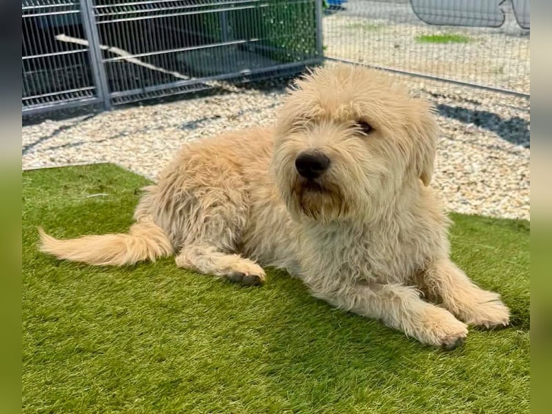 Cooper, plötzlich ist sein Zuhause weg...