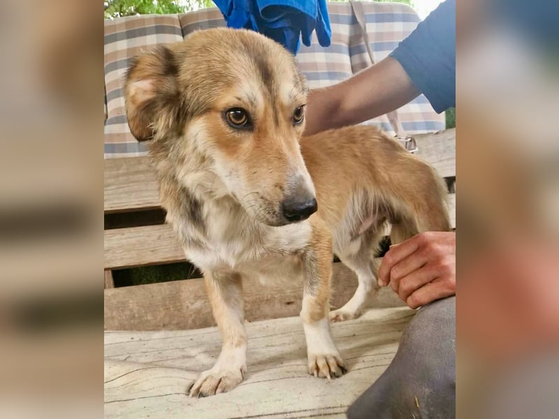 Leroy, ein sanfter kleiner Schatz sucht sein großes Glück.