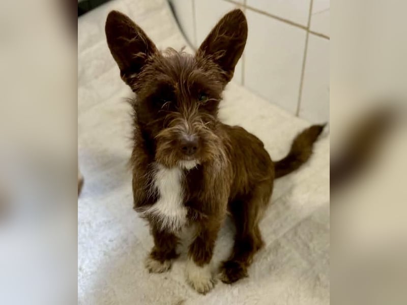 Schokomäuschen PENNY…