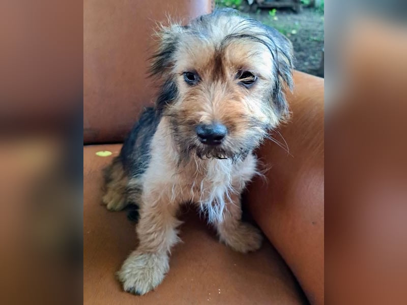 Zuckersüßes Welpenmädchen Elsie - geboren, um zu leben.