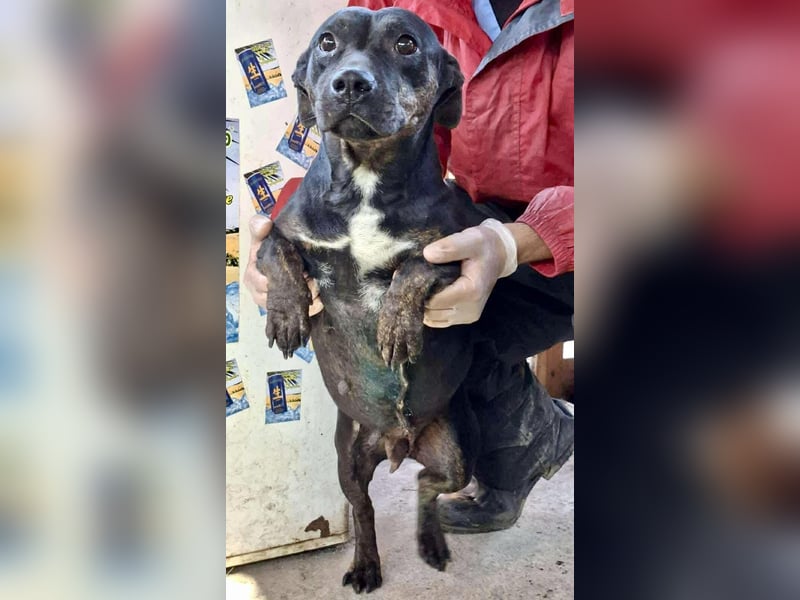 Kleine Ginny – Von der Kette ins Glück