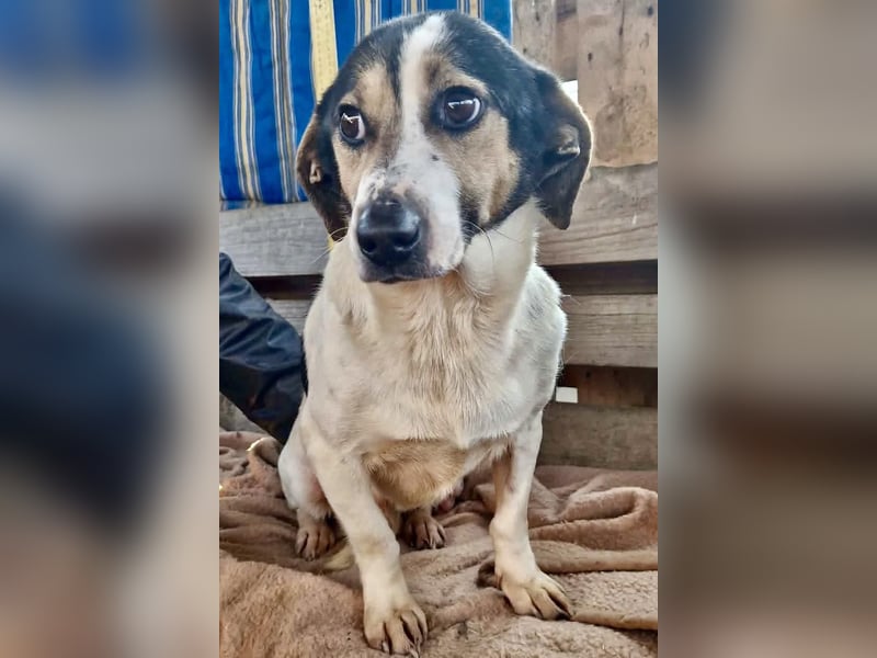 Trauriger kleiner Rambo