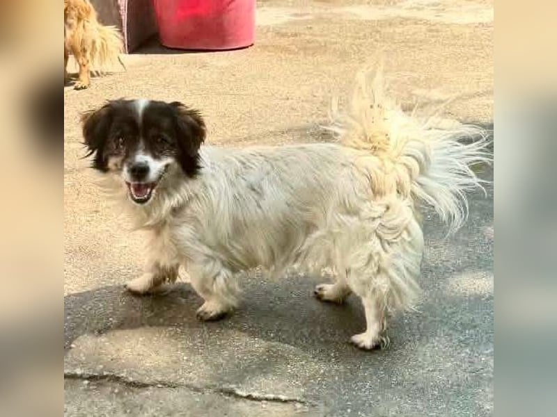 Rocky, kleines Männlein sucht seine Familie