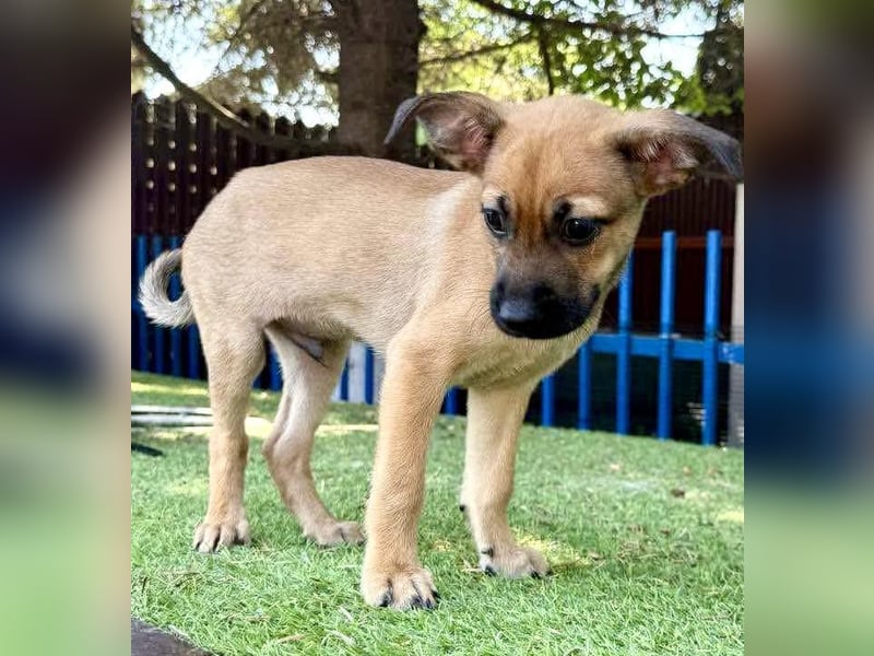 Balu - kleinbleibender Welpenbub