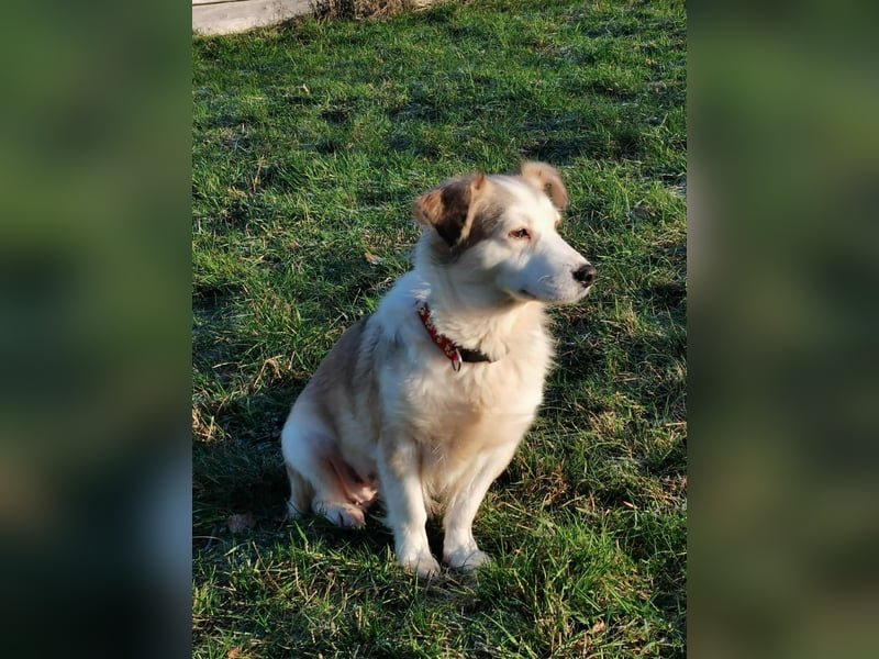 LORA – sanfte, liebevolle Hündin sucht neues Zuhause