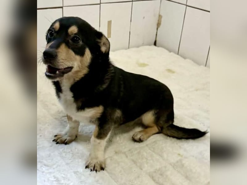 Kleiner Sonnenschein Aris…