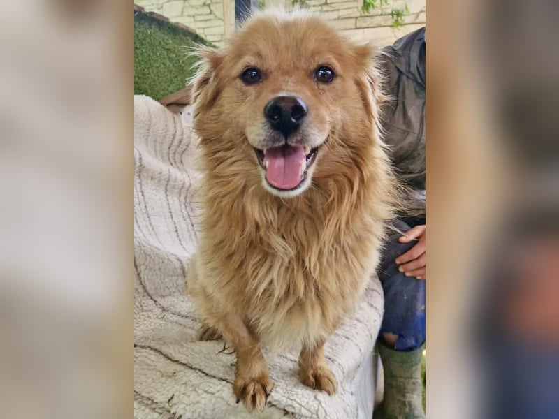 Socke – fröhlicher kleiner Grinsebär sucht sein Glück