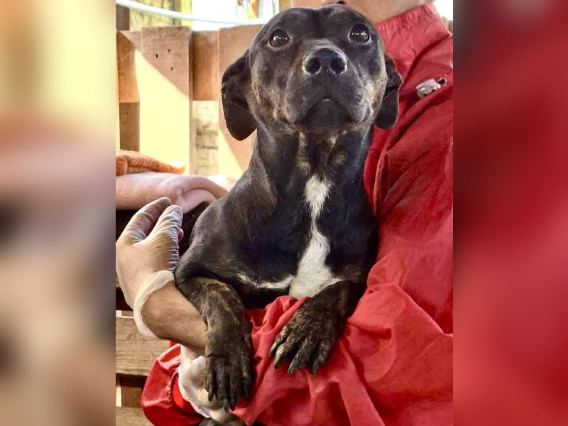 Kleine Ginny – Von der Kette ins Glück