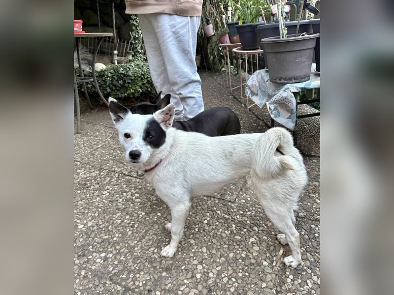 Unsere zarte Seele IDA möchte auch endlich ihre Menschen finden