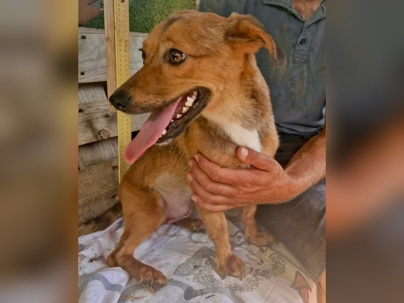 Souly, kleine Kämpferin sucht ihr Glück