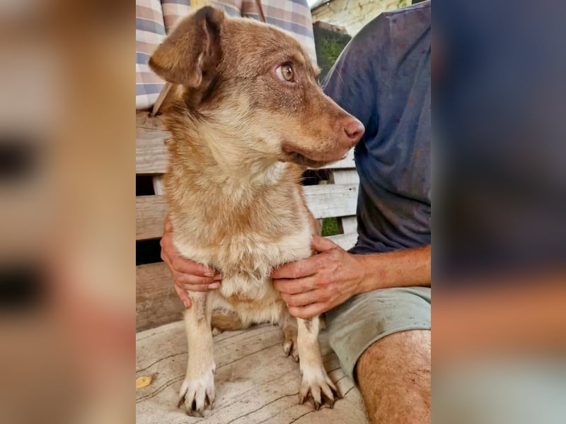Sanfte Bambi sucht Menschen, die ihre Seele heilen