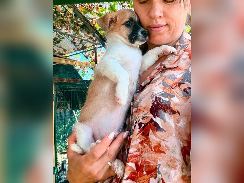 Teddy, kleinbleibender Welpenjunge sucht seine Familie