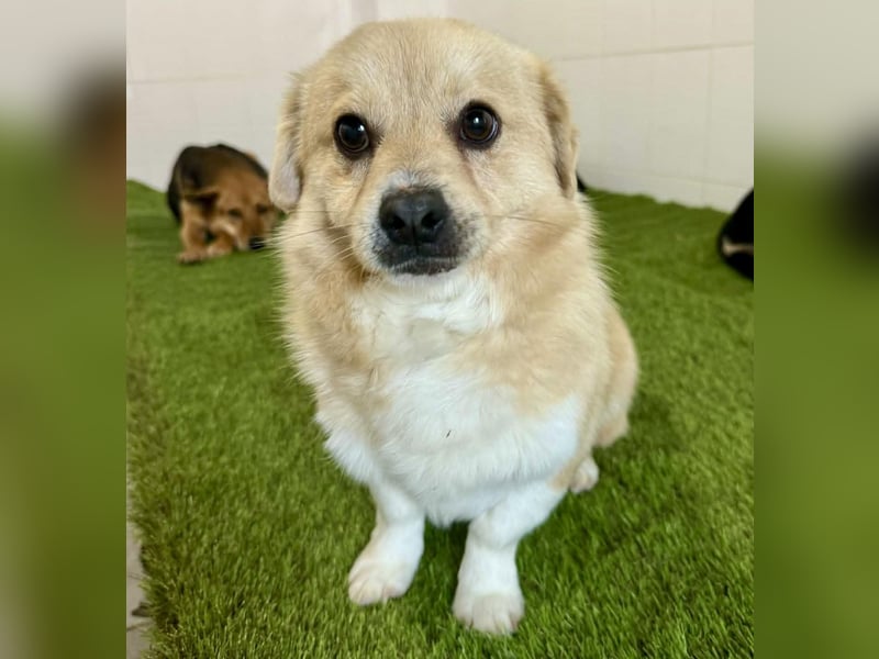 Katzenverträgliches Mini Männlein Capper