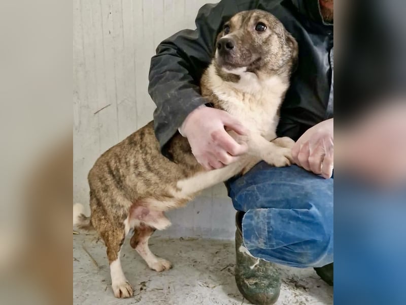 Ramon...ein Herz auf 4 Pfötchen....