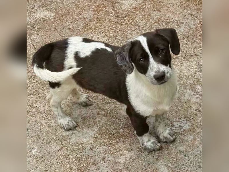 Nika, kleines Glück auf vier Pfötchen