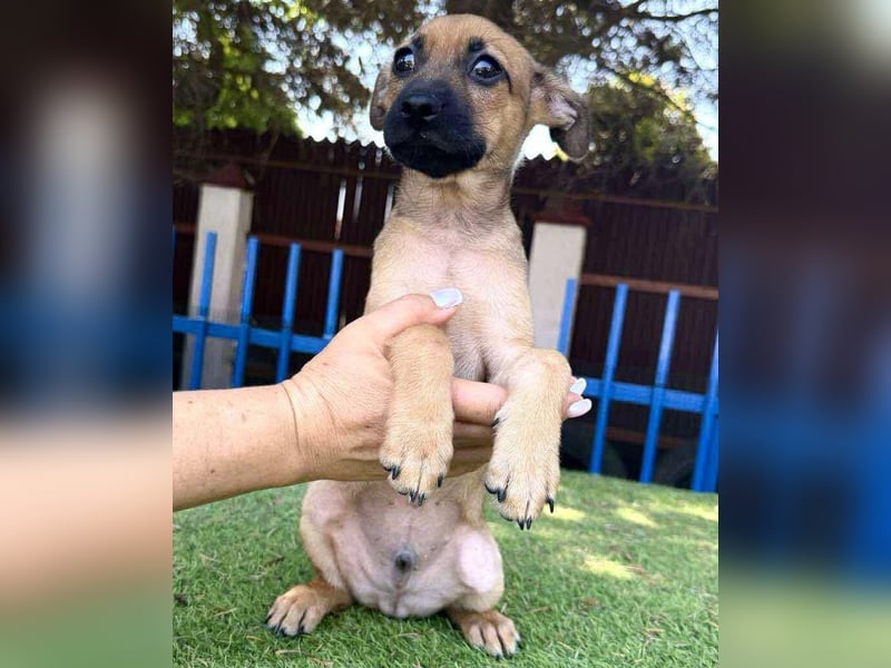 Balu - kleinbleibender Welpenbub