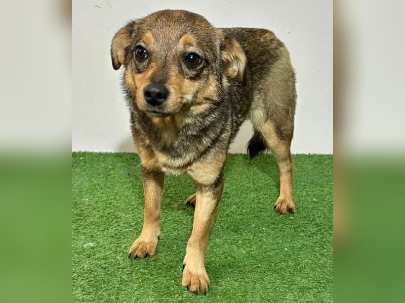 Zartes Hundemädchen Netty