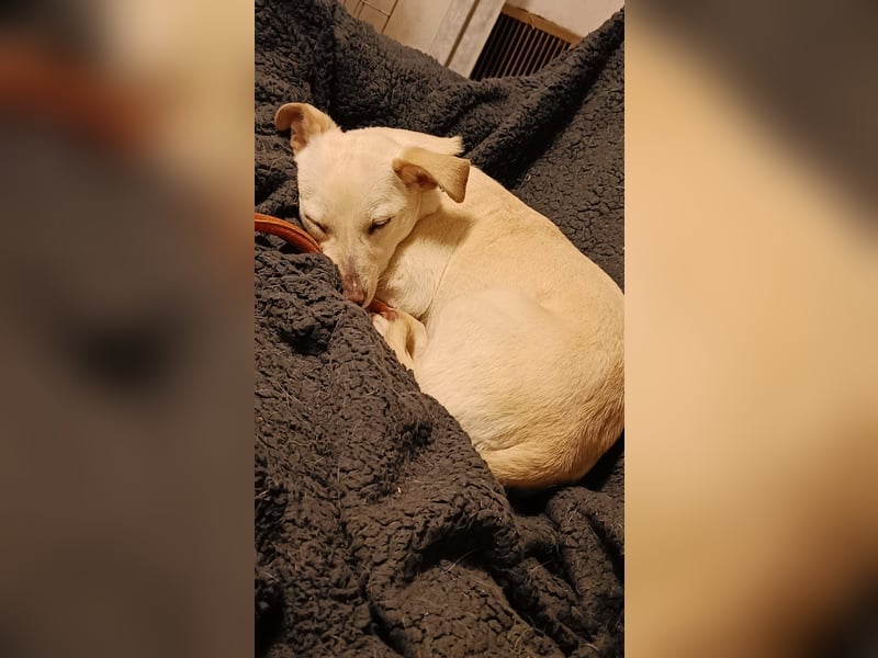 Kleine Selly sucht ein liebevolles Zuhause