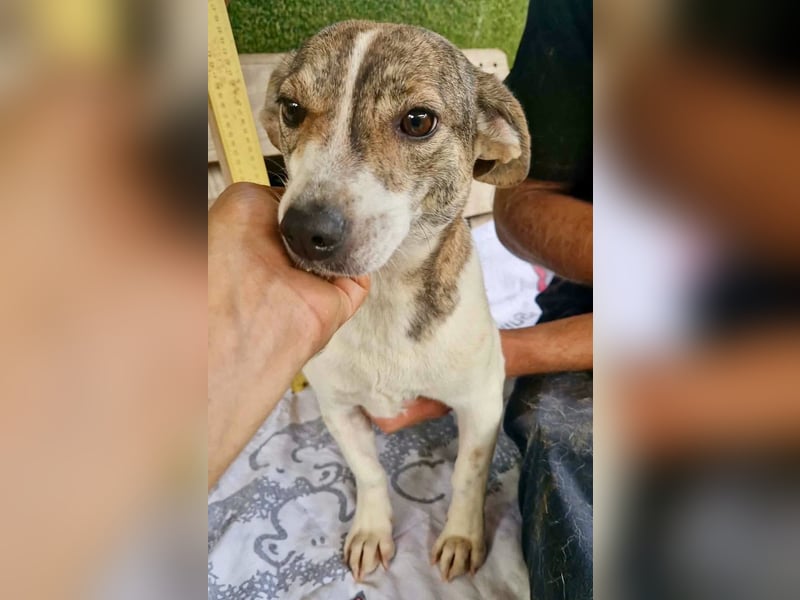 Lara, kleine Maus sucht wieder Liebe