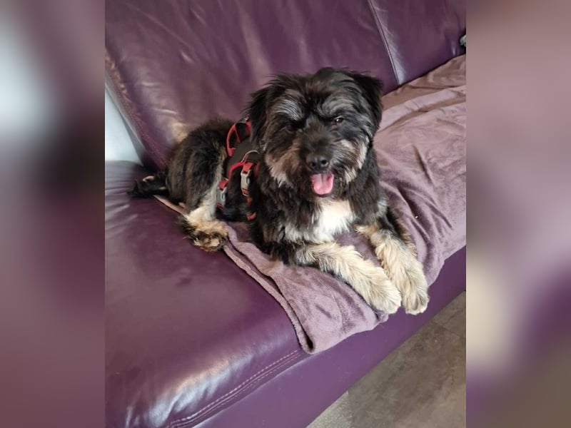 Kuschelbär Anton auf der Suche nach seiner Familie