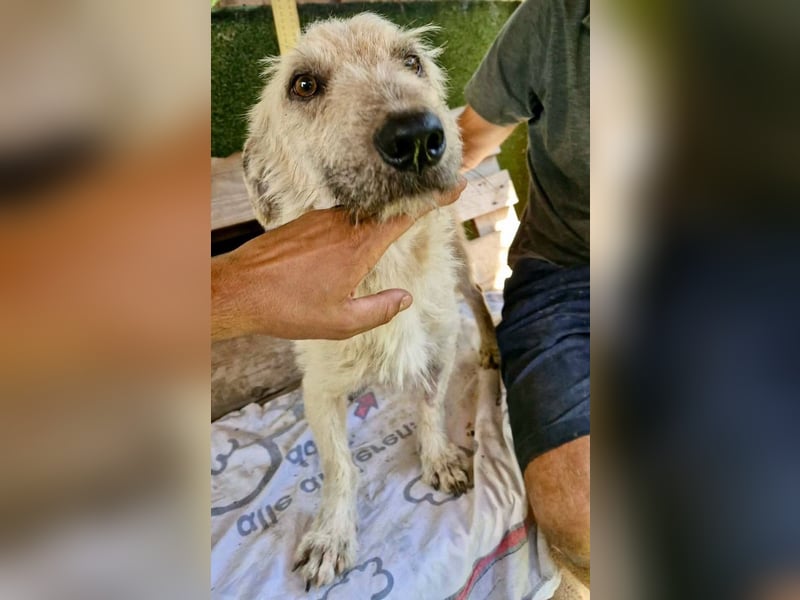 Willibald, freundlicher Bub sucht seine Familie