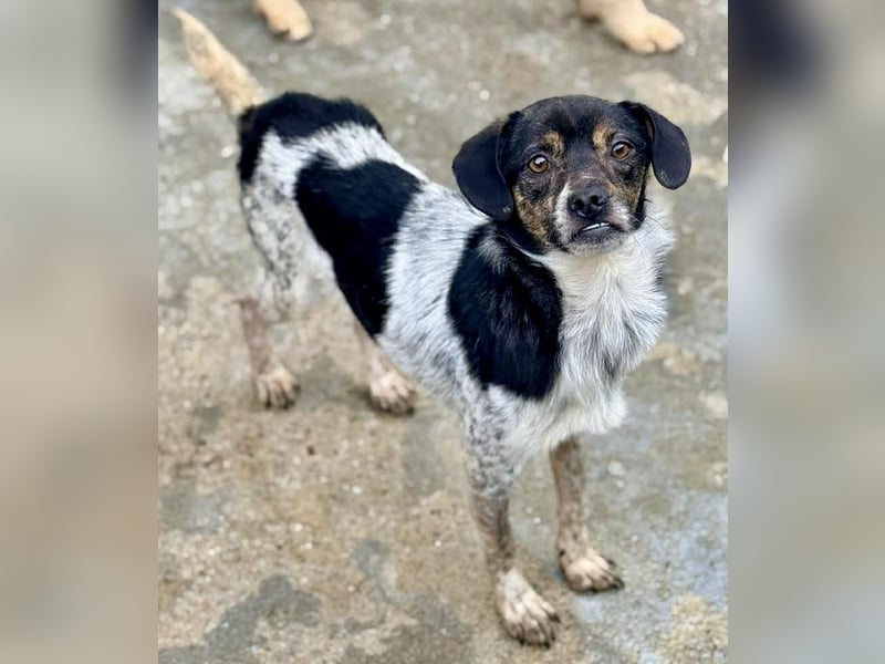 Sensibler, freundlicher Louie