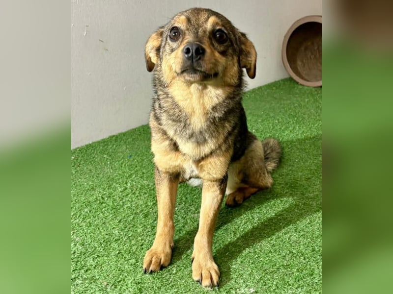 Zartes Hundemädchen Netty