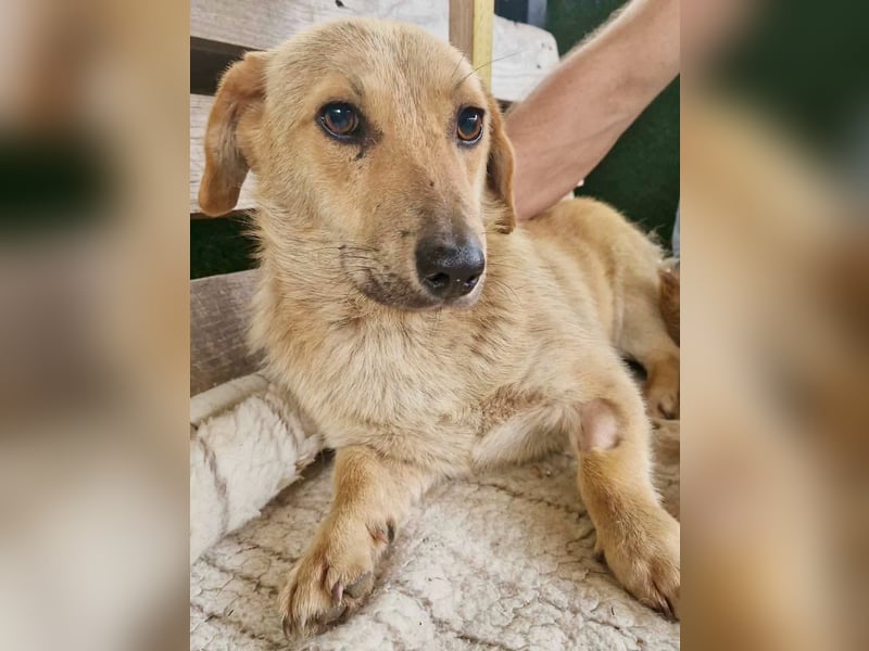 Chaplin – kleiner Hundemann sucht sein großes Glück