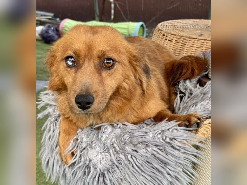 Katzenverträgliche , kleine Zoe