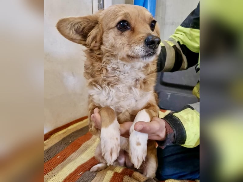 Liebe, kleine Schmusemaus Maya