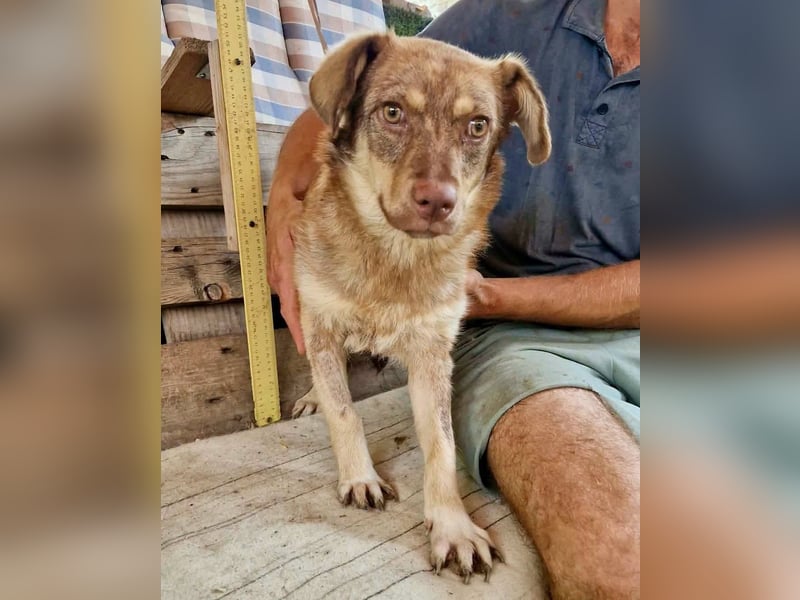 Sanfte Bambi sucht Menschen, die ihre Seele heilen