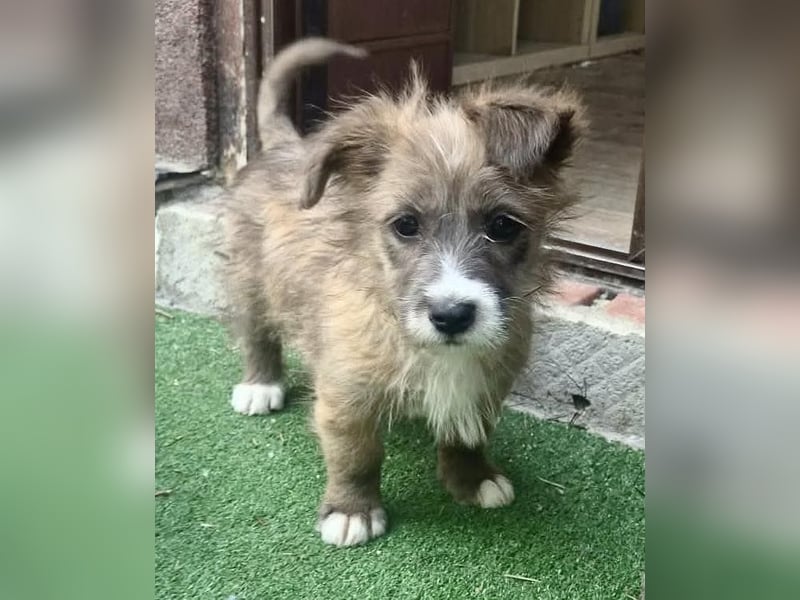 Milly sucht ihr großes Glück