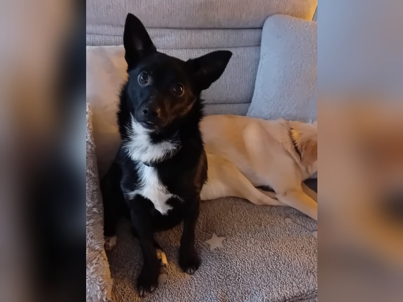 Jungspund JERRY, wo darf er einziehen?