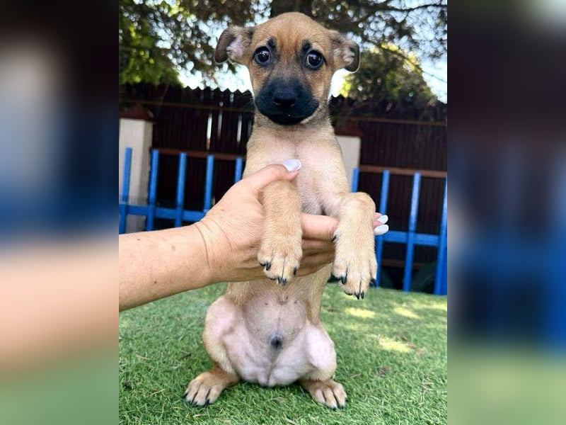 Balu - kleinbleibender Welpenbub