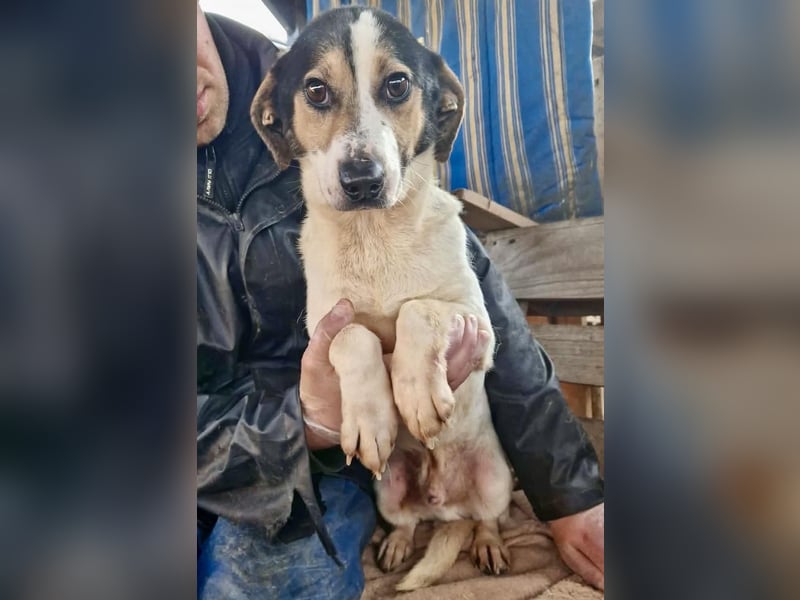 Trauriger kleiner Rambo