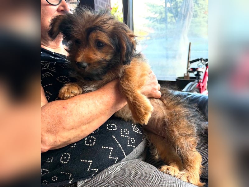 Zuckersüßes Welpenmädchen Elsie - geboren, um zu leben.