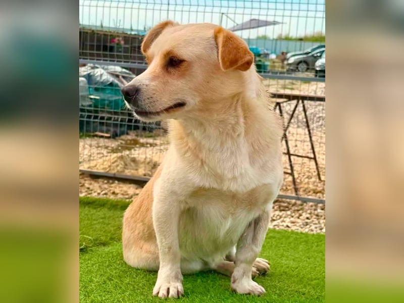 Theo, kleine Knutschkugel sucht seine Familie