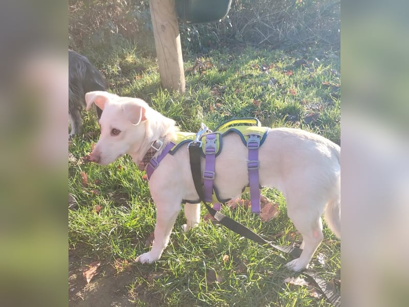 Kleine Selly sucht ein liebevolles Zuhause